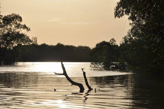 Fim de tarde no pântano/mangue de Caroni, próximo à Port of Spain, em Trinidad e Tobago